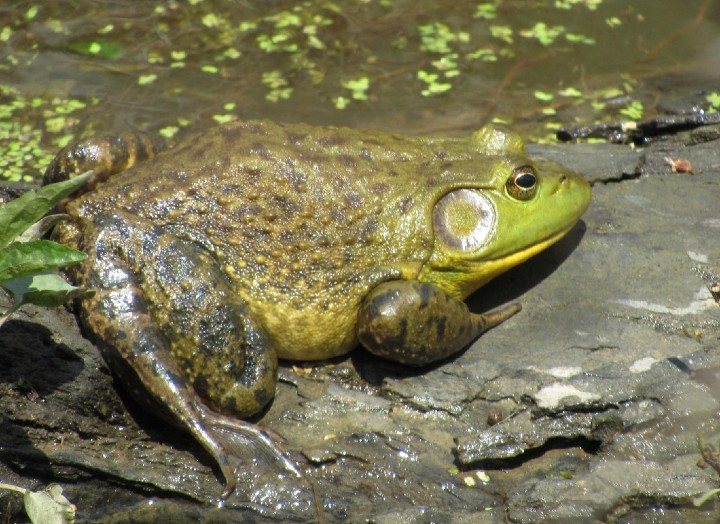 American Bullfrog
